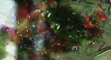1555661100159052195.gif